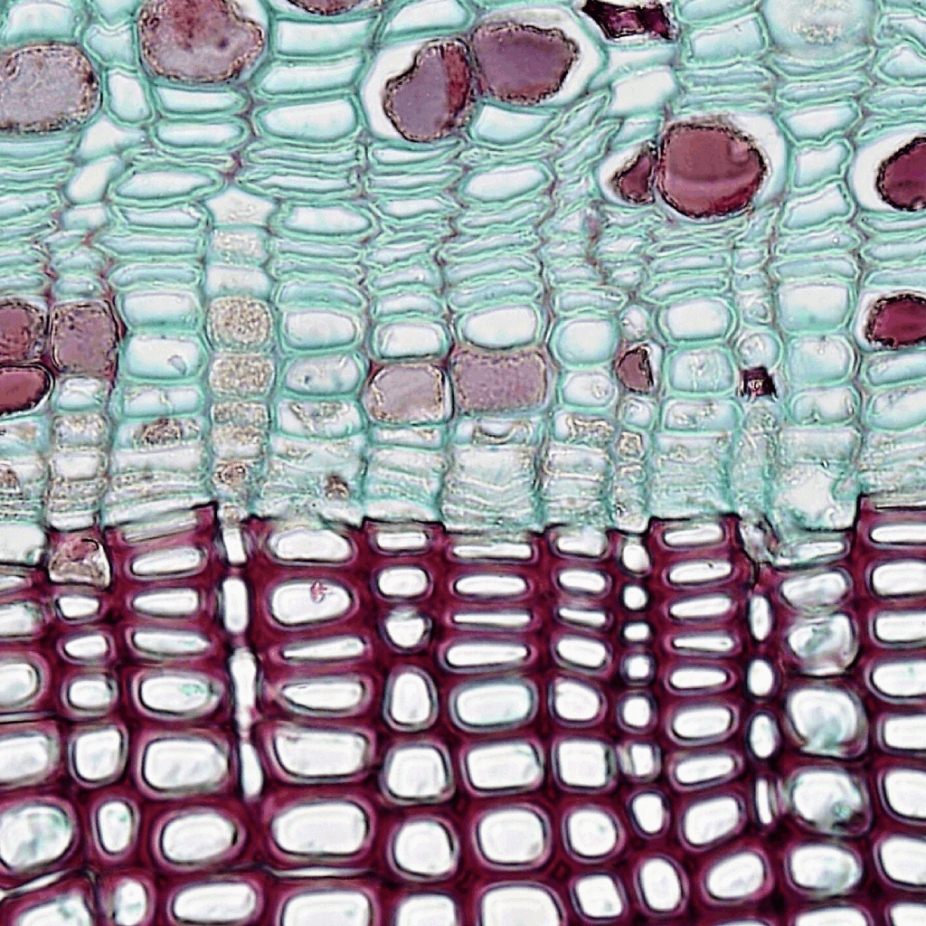 Angiologia e Chirurgia vascolare angiologia